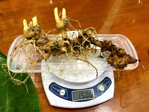 Hướng dẫn phân biệt sâm ngọc linh chất lượng